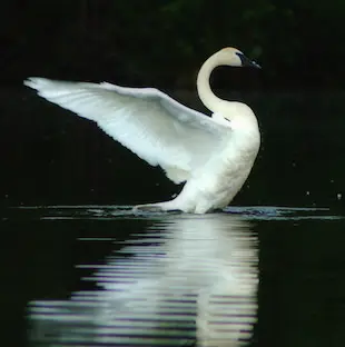 Swan Theme – Swan Lake album cover