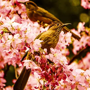 March: Song of the Lark – The Seasons album cover