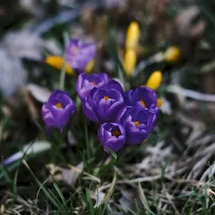Spring Allegro – The Four Seasons album cover